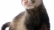 Заслужава ли си да започнете freter (home ferret) у дома?